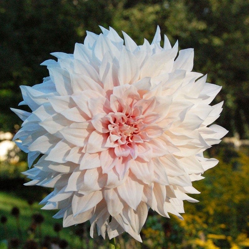 Cafe Au Lait Dinner Plate Dahlia - Image 2