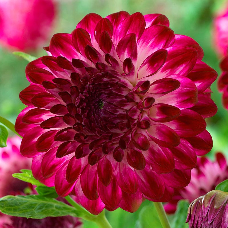 Caproz Pizzazz Semi Dinner Plate Dahlia - Image 2