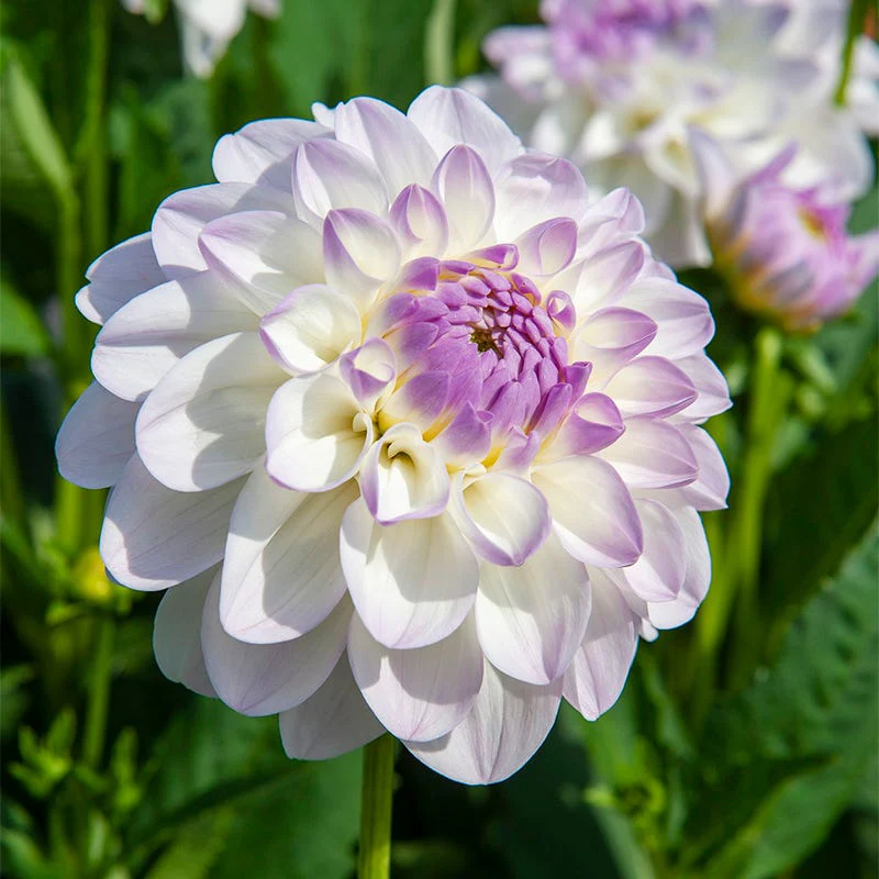 Eveline Decorative Dahlia