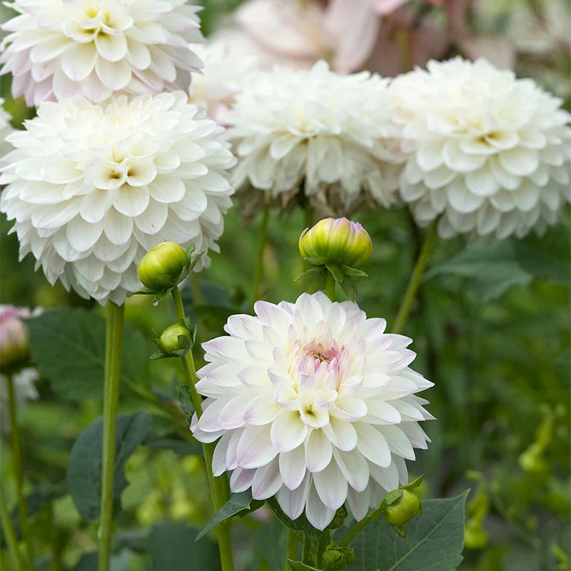 Eveline Decorative Dahlia - Image 2