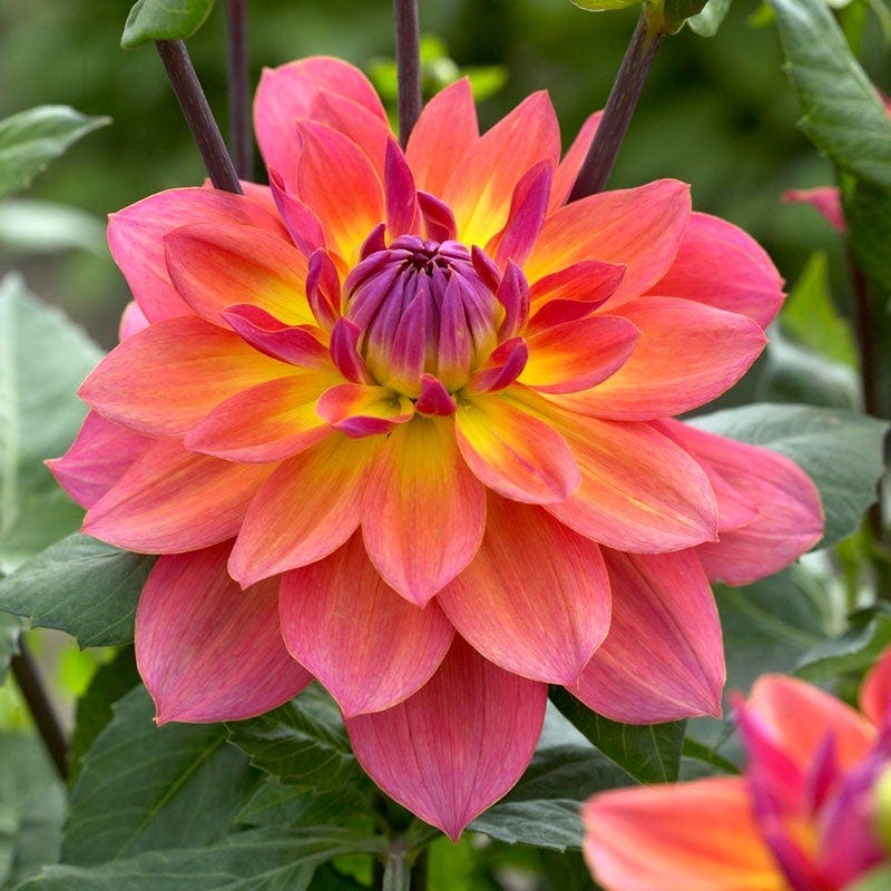 Bold Trio Dahlia Collection - Image 3