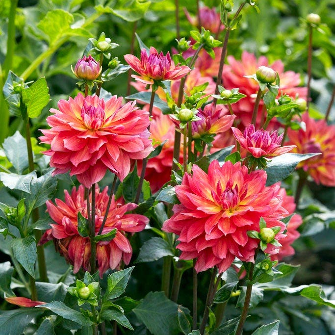Firepot Decorative Dahlia - Image 2