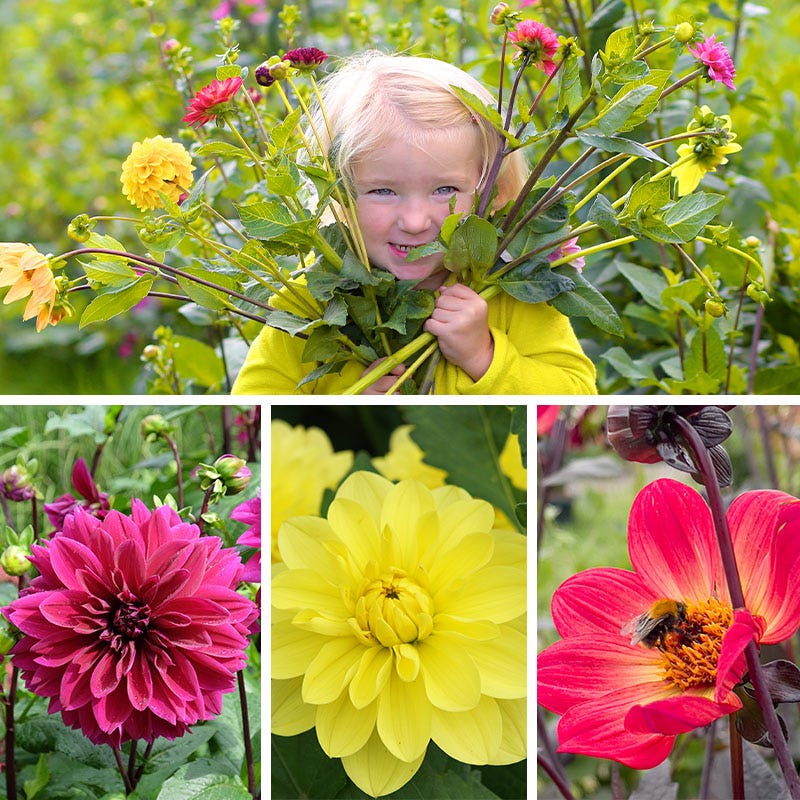 Dahlia Days Limited Collection