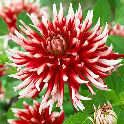 Friquolet Cactus Dahlia
