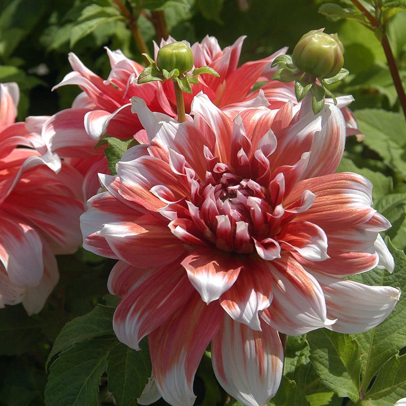 Frost Nip Dinner Plate Dahlia - Image 2