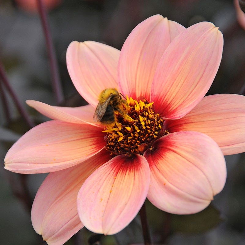 Happy Single® Kiss Dahlia - Image 2