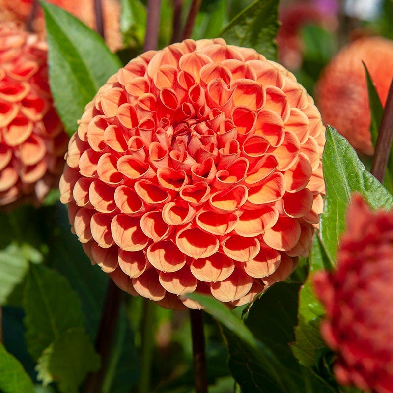 Harmonic Dahlia Collection - Image 2