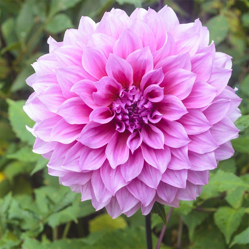 Harmonic Dahlia Collection - Image 6