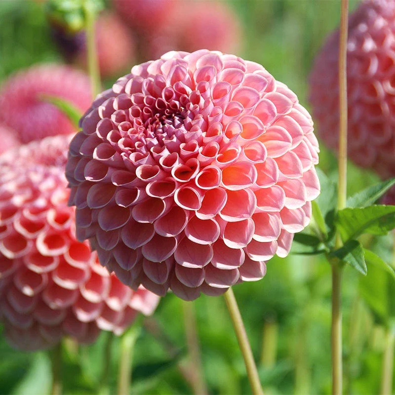 Harmonic Dahlia Collection - Image 7