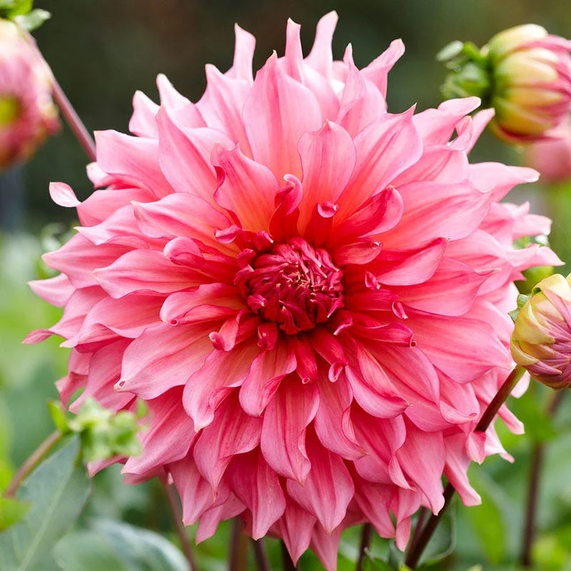 Islander Dinner Plate Dahlia