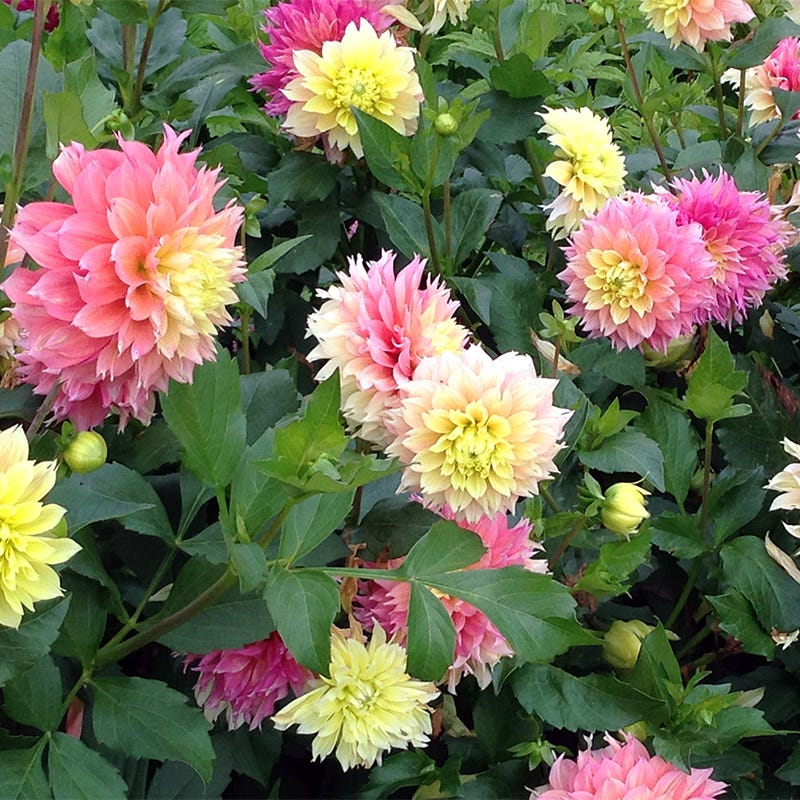 Kogana Fubuki Decorative Dahlia - Image 2