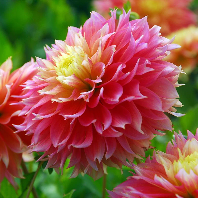 Kogana Fubuki Decorative Dahlia - Image 3