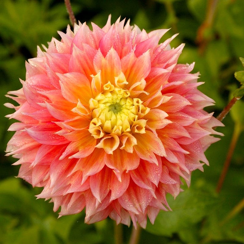 Kogana Fubuki Decorative Dahlia - Image 4