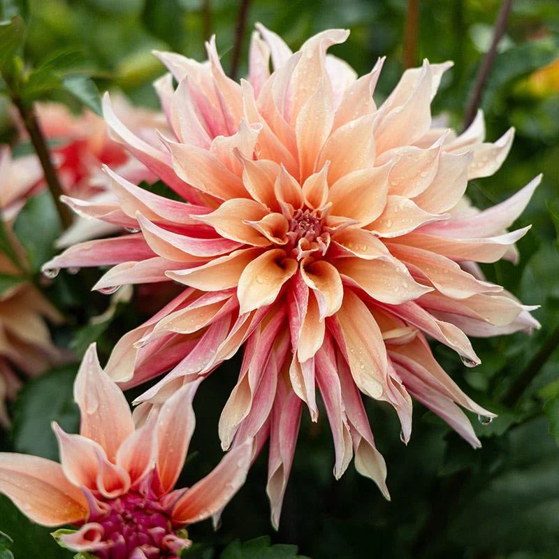 Labyrinth Dinner Plate Dahlia