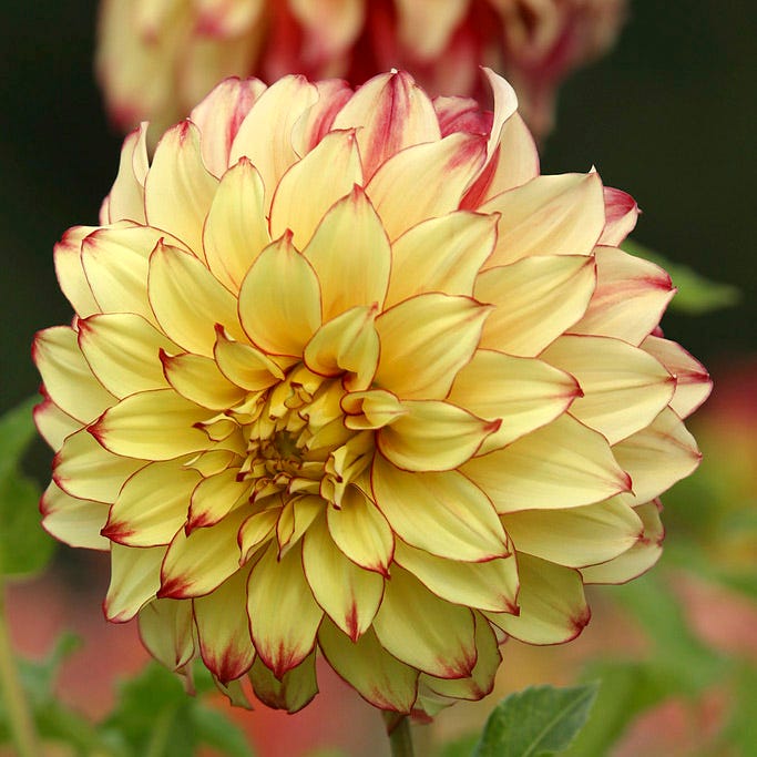 Lady Darlene Dinner Plate Dahlia - Image 2
