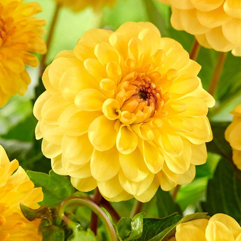 Little Charmers Dahlia Collection - Image 3