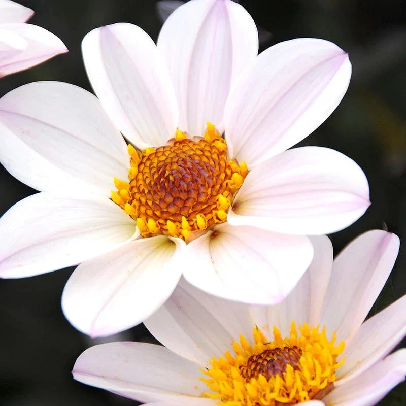 Little Charmers Dahlia Collection - Image 4