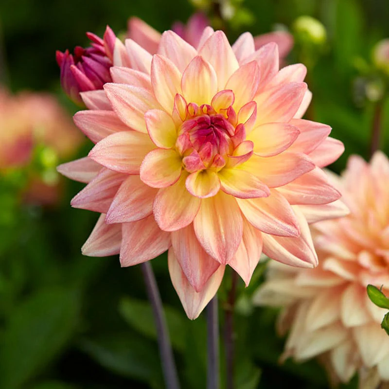 Melody Dora Decorative Dahlia - Image 2