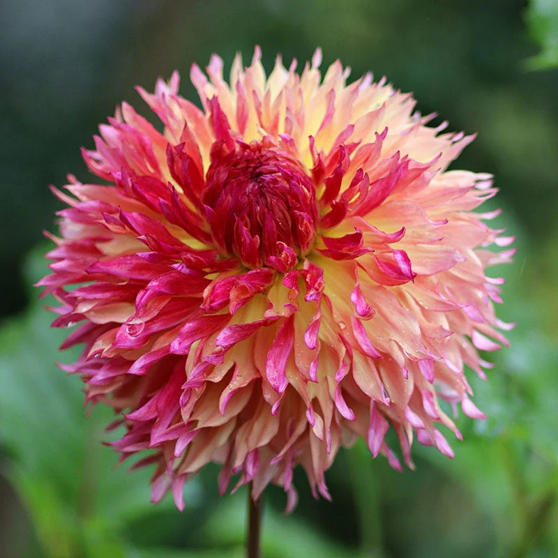Myrtle's Folly Dahlia