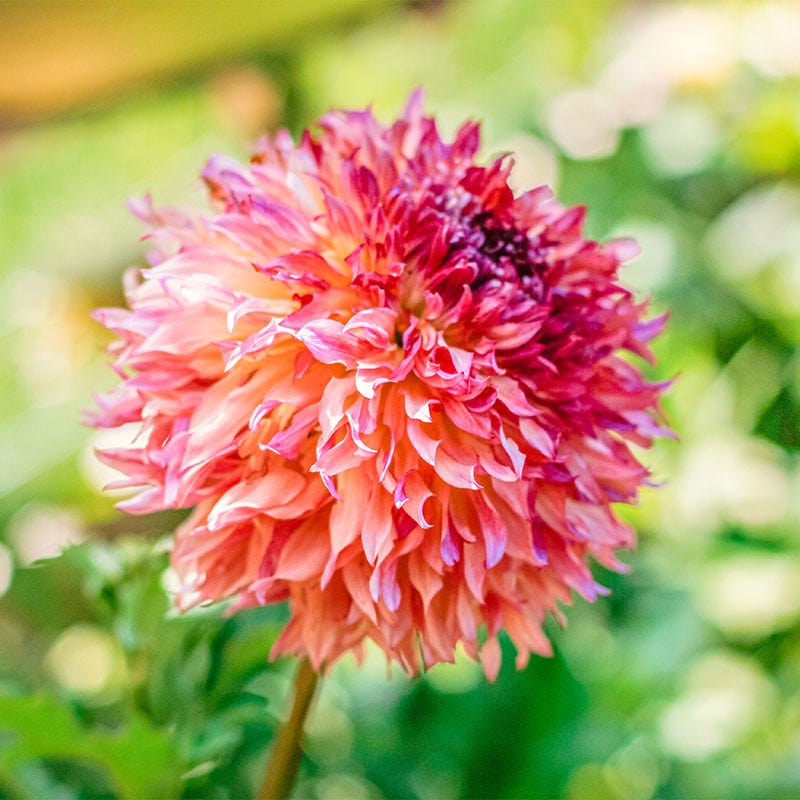 Myrtle's Folly Dahlia - Image 2