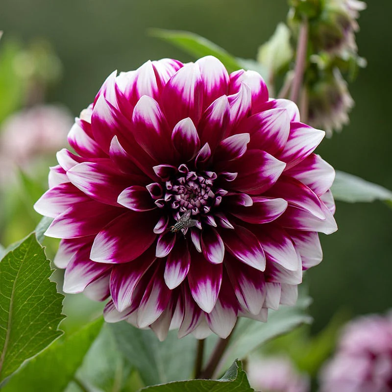 Mystery Day Dinner Plate Dahlia - Image 3