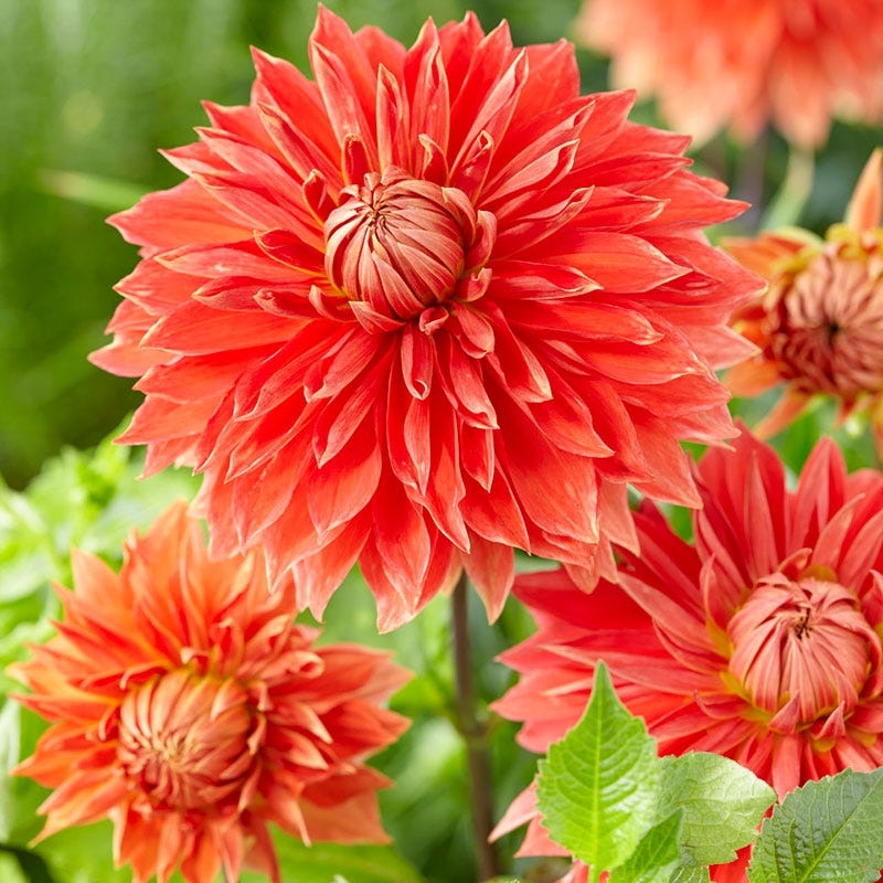 Sunshine Mixed Dahlia Collection - Image 5