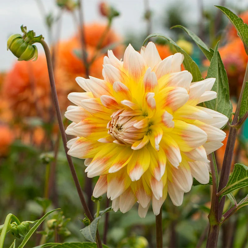 Peaches and Cream Dinner Plate Dahlia