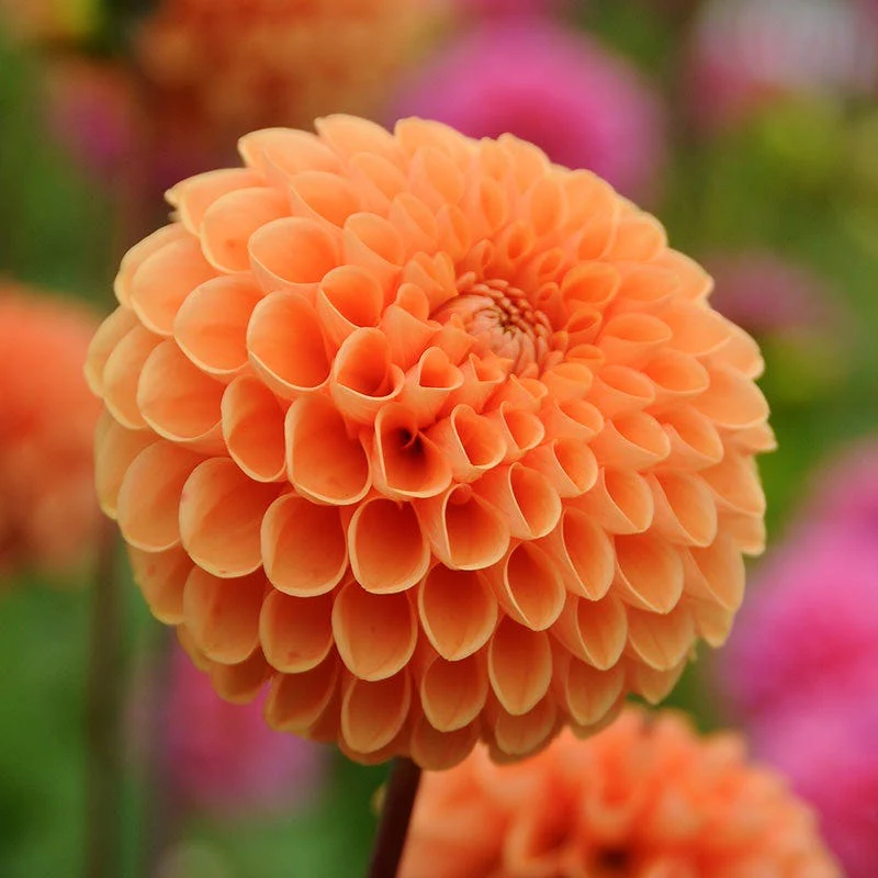 Popsicle Dahlia Collection - Image 6