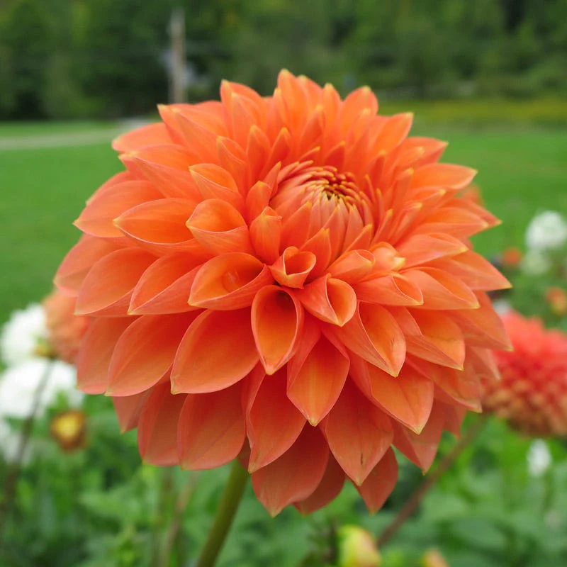 Prince of Orange Decorative Dahlia