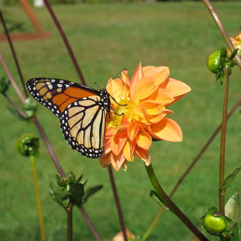 Prince of Orange Decorative Dahlia - Image 3