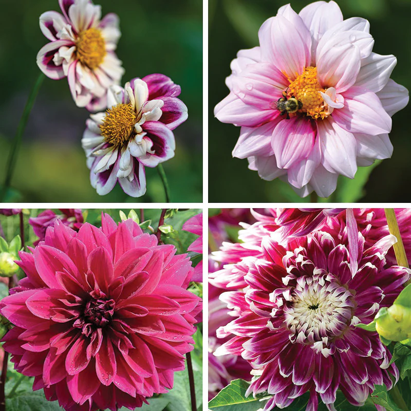 Purple Paradise Dahlia Collection