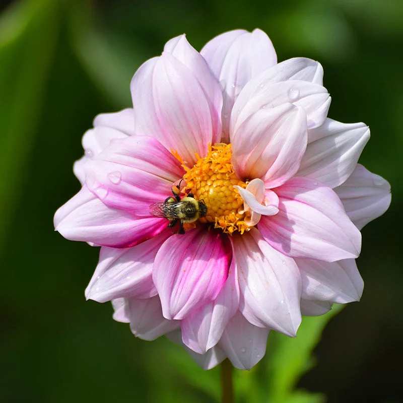 Purple Paradise Dahlia Collection - Image 4