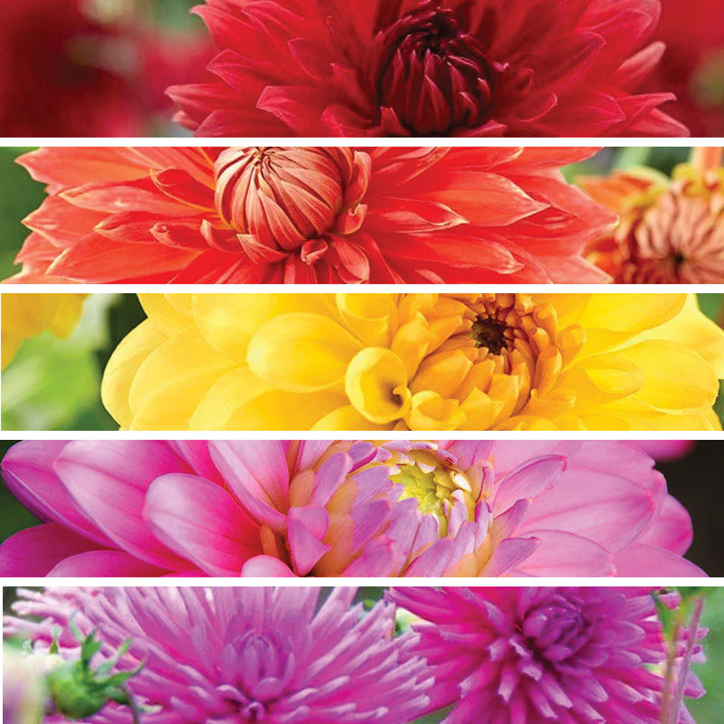 Rainbow Dahlia Collection