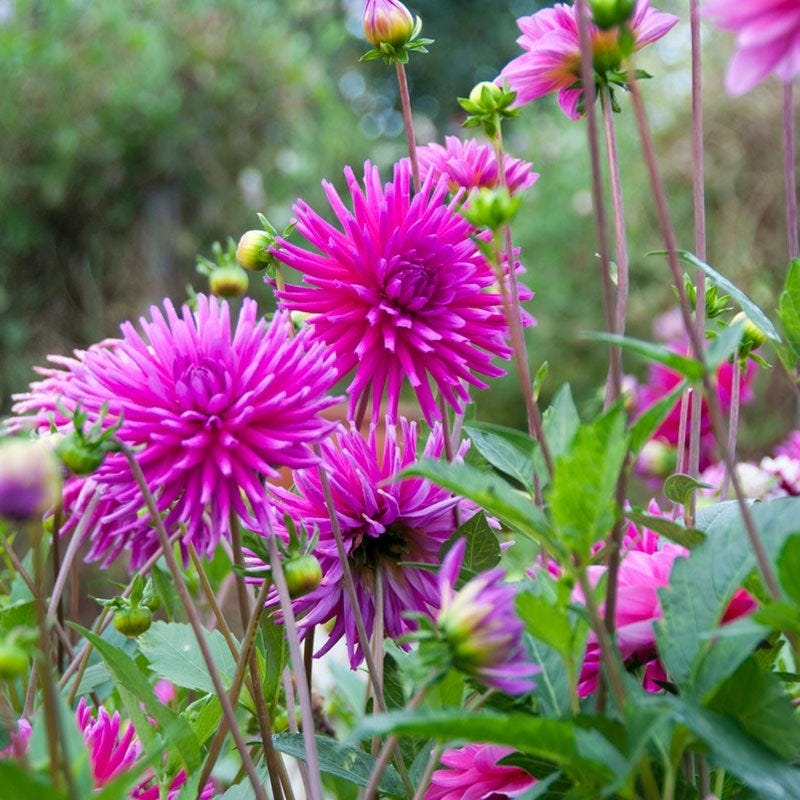 Rainbow Dahlia Collection - Image 6