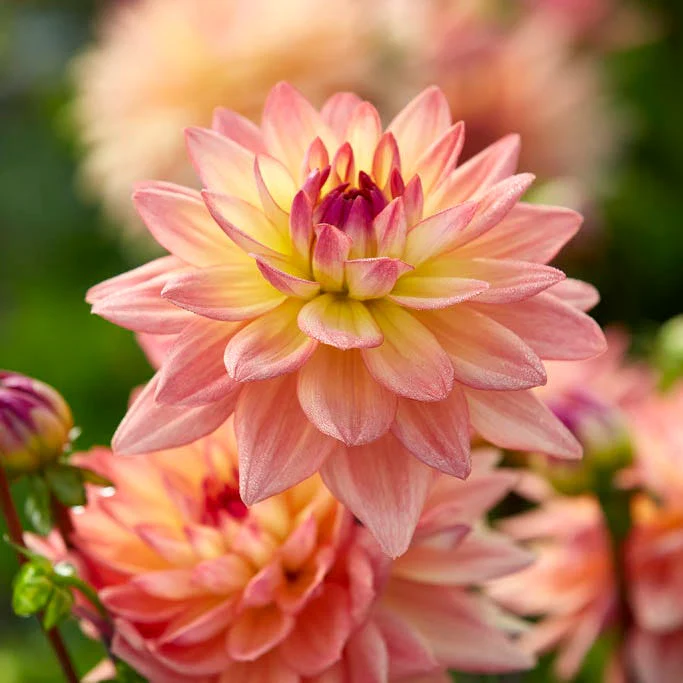 Resonant Dahlia Collection - Image 4