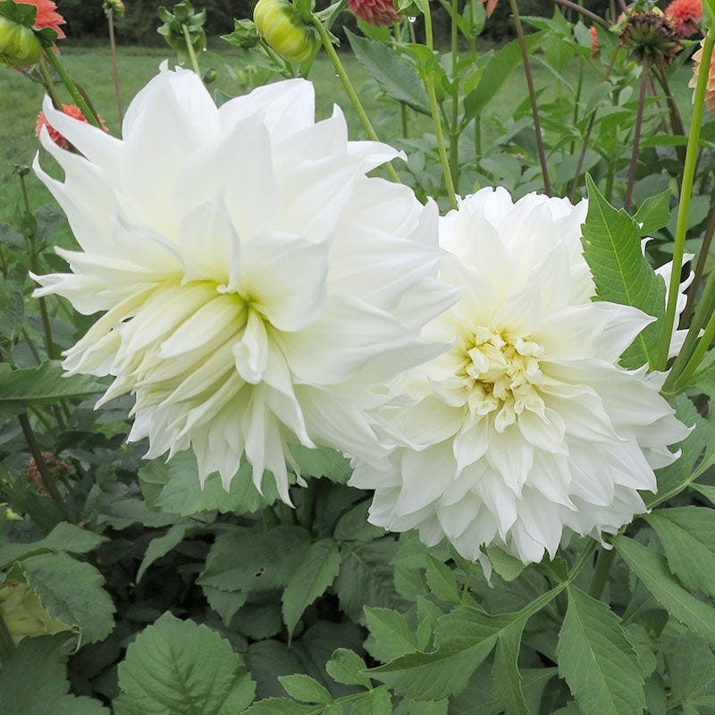 Snow Country Dinner Plate Dahlia - Image 2