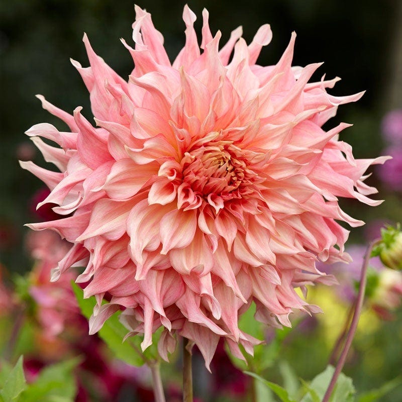 Southern Peach Dahlia Collection - Image 2