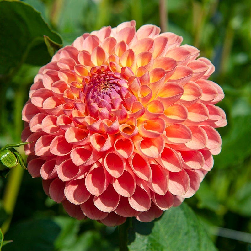 Southern Peach Dahlia Collection - Image 3