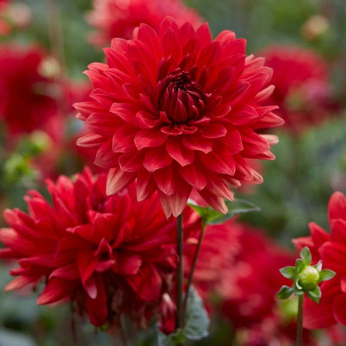 Strawberry Rhubarb Dahlia Collection - Image 5