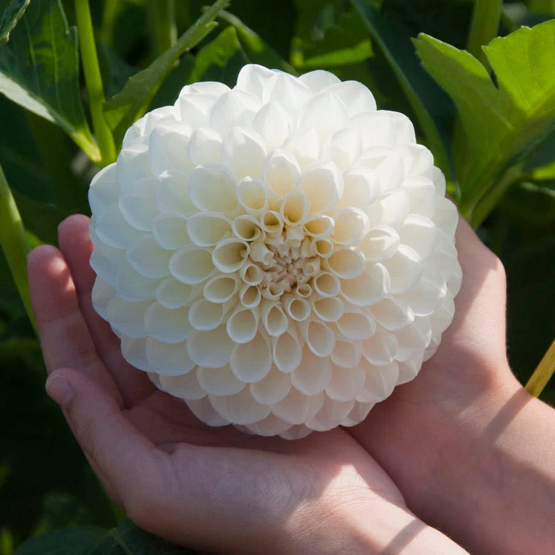 Sunshine Mixed Dahlia Collection - Image 6