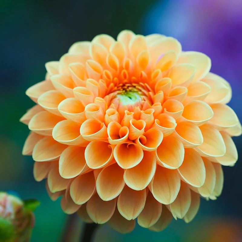 Sylvia Ball Dahlia - Image 3
