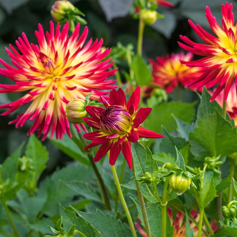 Tahiti Sunrise Semi Cactus Dahlia - Image 2