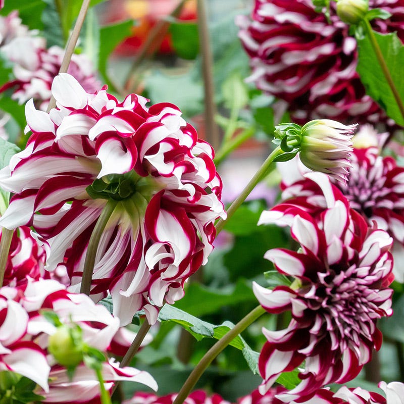 Tartan Dinner Plate Dahlia - Image 2