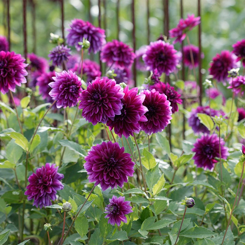 Thomas Edison Dinner Plate Dahlia - Image 3