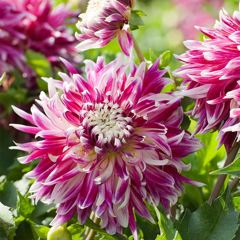 Vancouver Dinner Plate Dahlia - Image 2