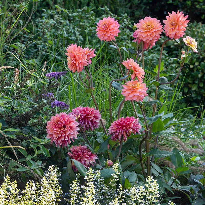 Great Silence Decorative Dahlia - Image 3