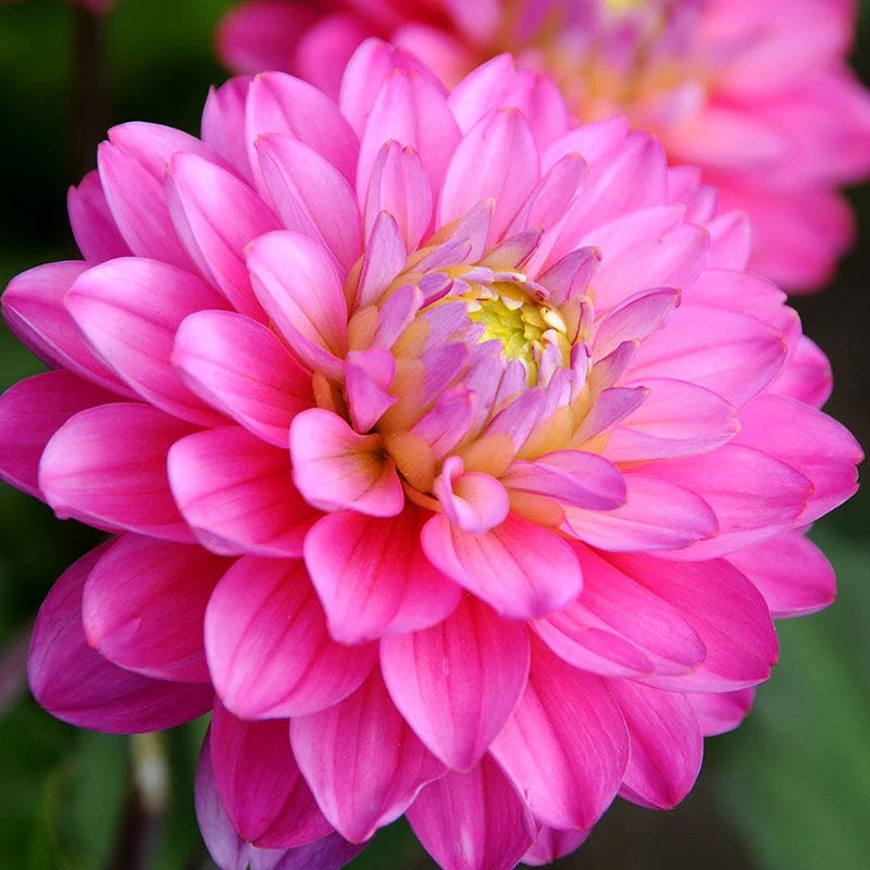 Rainbow Dahlia Collection - Image 5