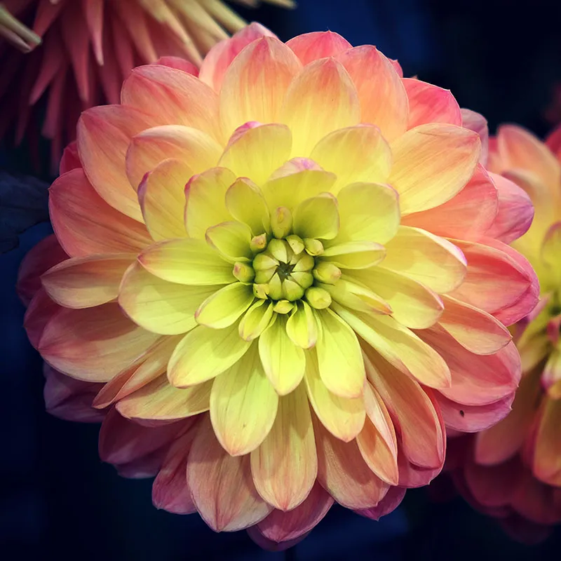 Evening Glow Dahlia Collection - Image 4