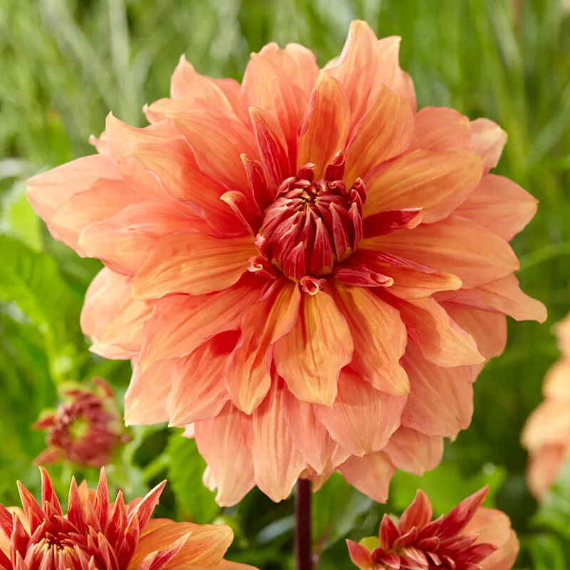 Mango Madness Dinner Plate Dahlia