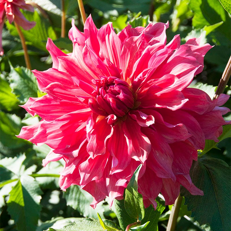 Belle of Barmera Dinner Plate Dahlia - Image 4